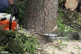 Best Commercial Tree Services  in Clarkston Heights Vineland, WA