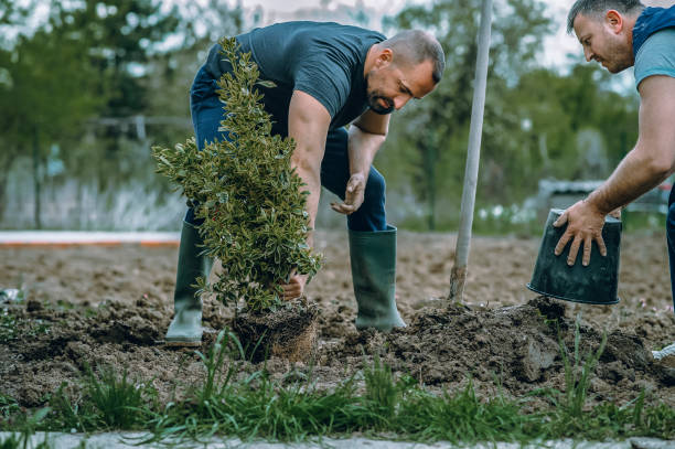 Tree and Shrub Care in Clarkston Heights Vineland, WA