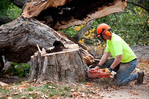 How Our Tree Care Process Works  in  Clarkston Heights Vineland, WA
