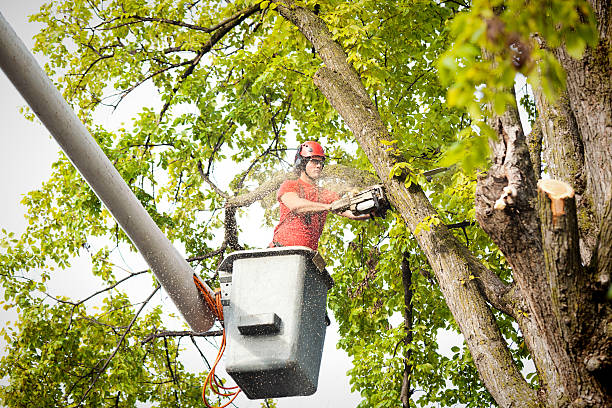 Best Tree Maintenance Programs  in Clarkston Heights Vineland, WA