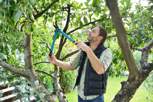 Best Tree Disease Treatment  in Clarkston Heights Vineland, WA